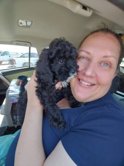 Maxwell, a Cavapoo puppy from Pawrade