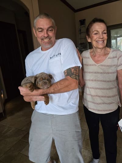 Jenson, a English Bulldog puppy from Pawrade