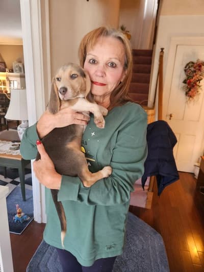 Aiden, a Beagle puppy from Pawrade