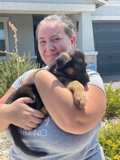 Victor, a German Shepherd puppy from Pawrade