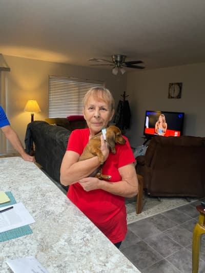 Branson, a Dachshund, Mini puppy from Pawrade