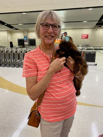 Jensen, a Poodle, Toy puppy from Pawrade