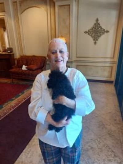 Hester, a Poodle, Miniature puppy from Pawrade