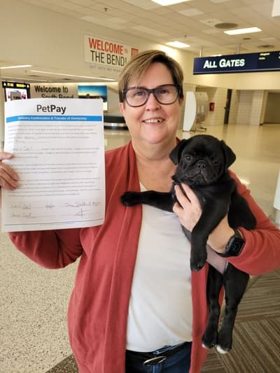 Penny, a Pug puppy from Pawrade