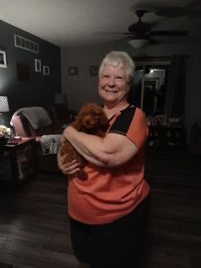 Lainey, a Poodle, Miniature puppy from Pawrade