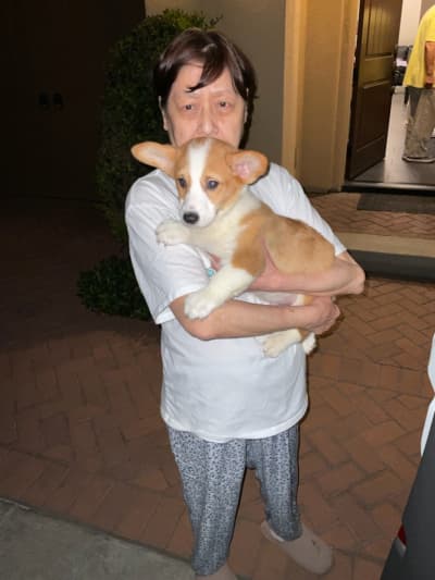 Winston, a Corgi, Pembroke Welsh puppy from Pawrade