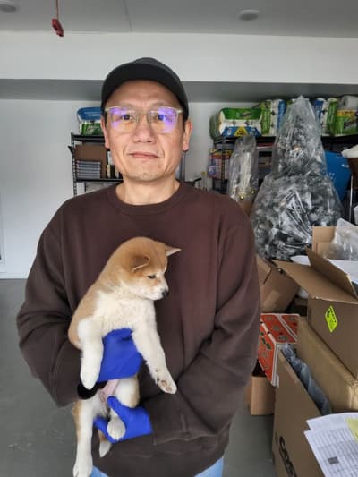 Bindi, a Shiba Inu puppy from Pawrade