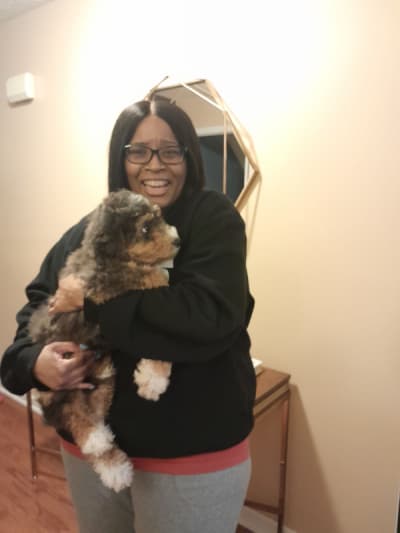 Parker, a Bernedoodle, Mini puppy from Pawrade