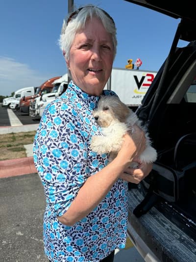 Hilary, a Poodle, Miniature puppy from Pawrade