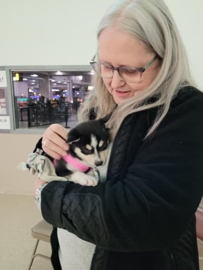 Astrid, a Alaskan Klee Kai puppy from Pawrade