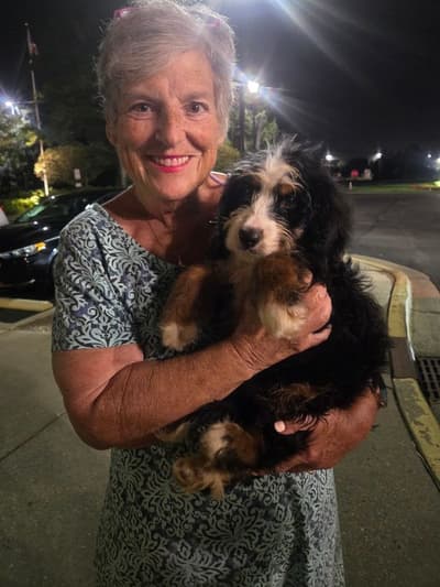 Wynn, a Bernedoodle, Mini puppy from Pawrade