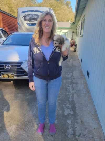 Noodle, a Havanese puppy from Pawrade