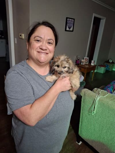 Harriet, a Doxiepoo puppy from Pawrade
