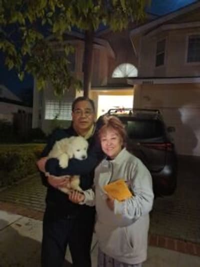 Kayden, a English Golden Retriever puppy from Pawrade