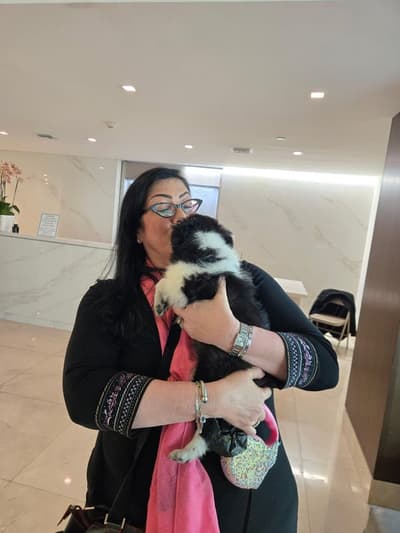 Casey, a Shetland Sheepdog - Sheltie puppy from Pawrade