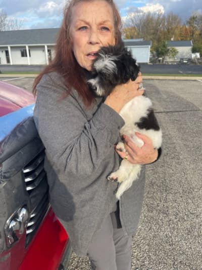 Bear, a Havachon puppy from Pawrade