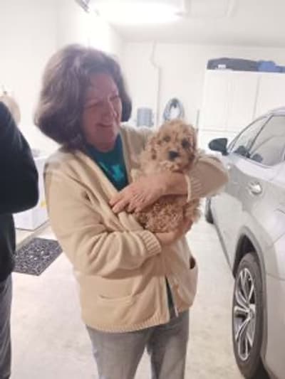 Manon, a Cavapoo puppy from Pawrade