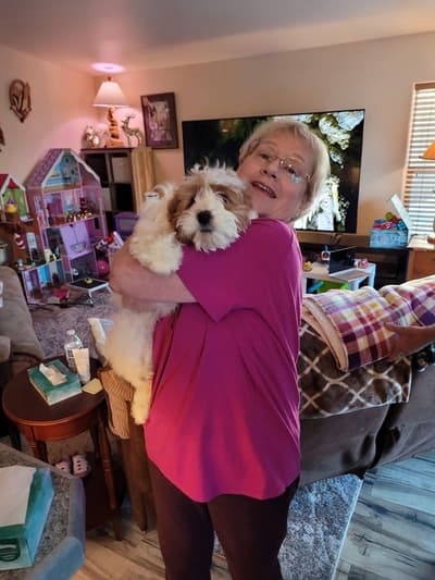 Brie, a Goldendoodle, Mini puppy from Pawrade