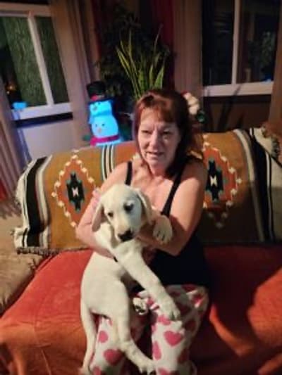 Santiago, a Labrador Retriever puppy from Pawrade