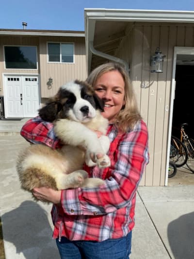 Chase, a Saint Bernard - St. Bernard puppy from Pawrade