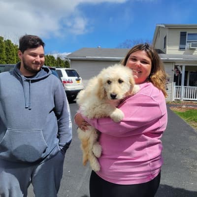Josie, a Goldendoodle puppy from Pawrade