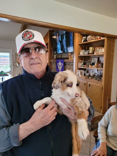 Dolly, a Miniature Australian Shepherd puppy from Pawrade
