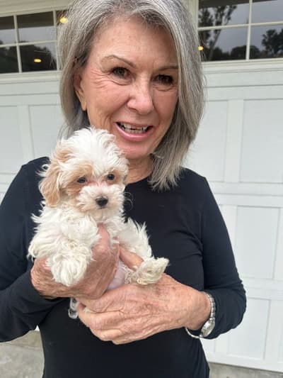 Kira, a Malti Poo - Maltipoo puppy from Pawrade