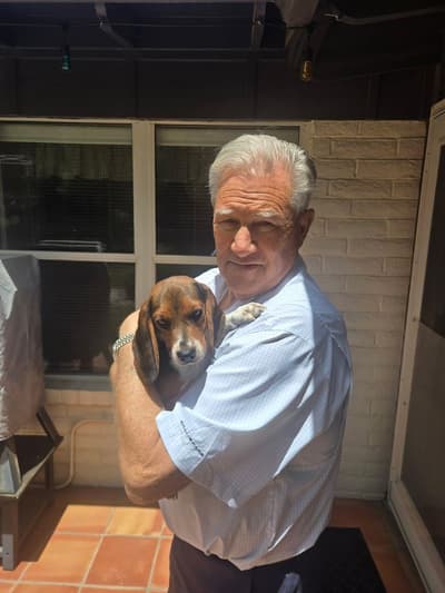 Mila, a Beagle puppy from Pawrade