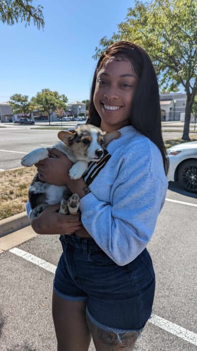 Patch, a Corgi, Pembroke Welsh puppy from Pawrade