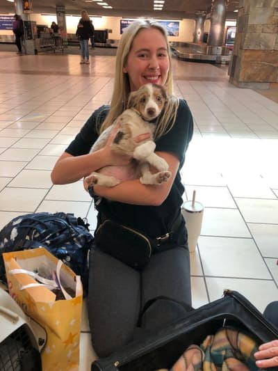 Journey, a Miniature Australian Shepherd puppy from Pawrade