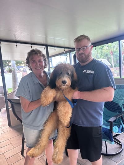 Valerie, a Bernedoodle puppy from Pawrade