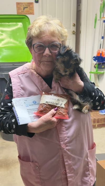 Bentley, a Yorkshire Terrier - Yorkie puppy from Pawrade