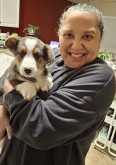 Harley, a Corgi, Pembroke Welsh puppy from Pawrade