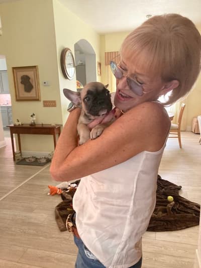 Lucas, a French Bulldog puppy from Pawrade