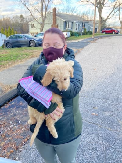 Gracey, a Goldendoodle puppy from Pawrade