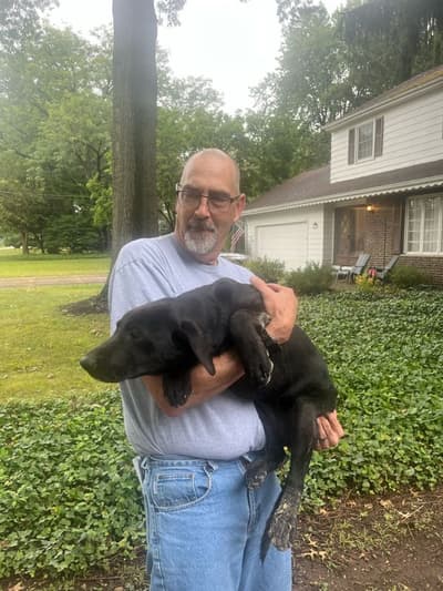 Shelby, a Labrador Retriever puppy from Pawrade