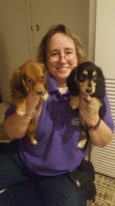 Boa, a Dachshund, Mini puppy from Pawrade