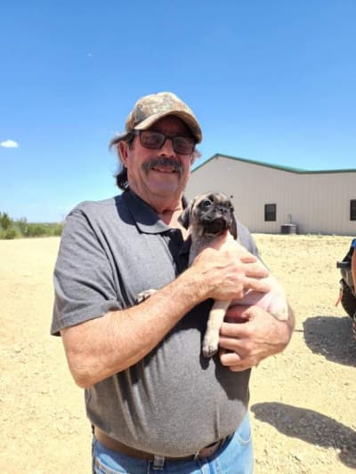 Darla, a Pug puppy from Pawrade