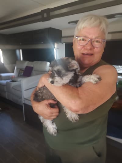 Amelia, a Schnauzer, Miniature puppy from Pawrade