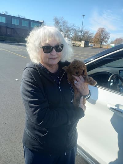 Victoria, a Cavapoo puppy from Pawrade