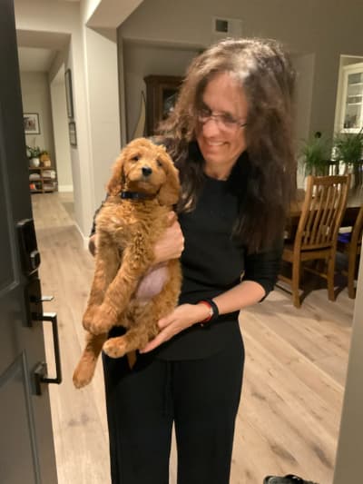 Houston, a Goldendoodle puppy from Pawrade