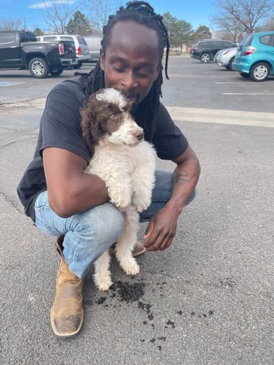 Bucky, a Poodle, Standard puppy from Pawrade