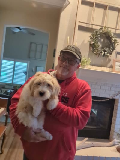 Chase, a Bernedoodle, Mini puppy from Pawrade