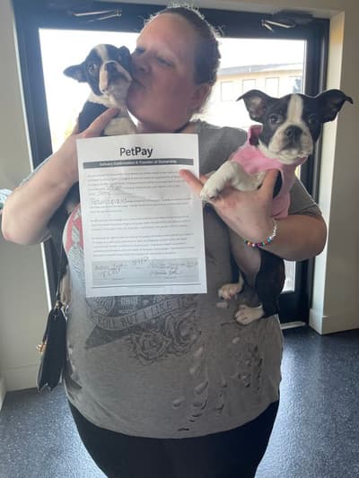 Sassy, a Boston Terrier puppy from Pawrade