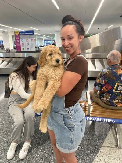 Devin, a Goldendoodle puppy from Pawrade