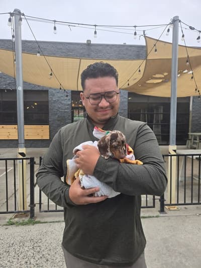 Daisy, a Dachshund, Mini puppy from Pawrade