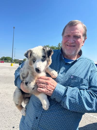 Ezekiel, a Miniature Australian Shepherd puppy from Pawrade