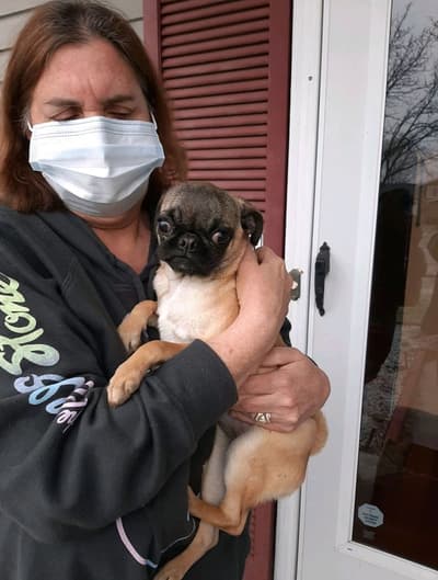Lola, a Pug puppy from Pawrade