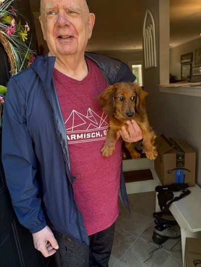 Conner, a Dachshund, Mini puppy from Pawrade