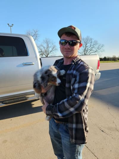Carter, a Miniature Australian Shepherd puppy from Pawrade